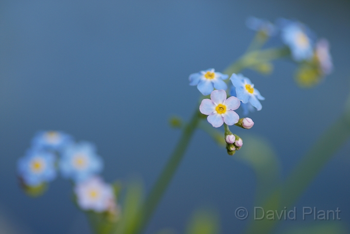 David Plant Photography - Wildlife Photographer - Water forgetmenot - A.jpg - Water foregtmenot - Gloucestershire